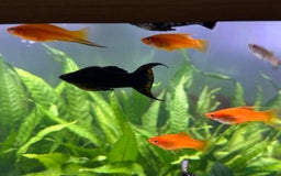 Live Bearers fish for sale: Guppy's endlers / molly & swords  - Image 4