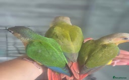 Conures birds for sale: Handreared  - Image 7