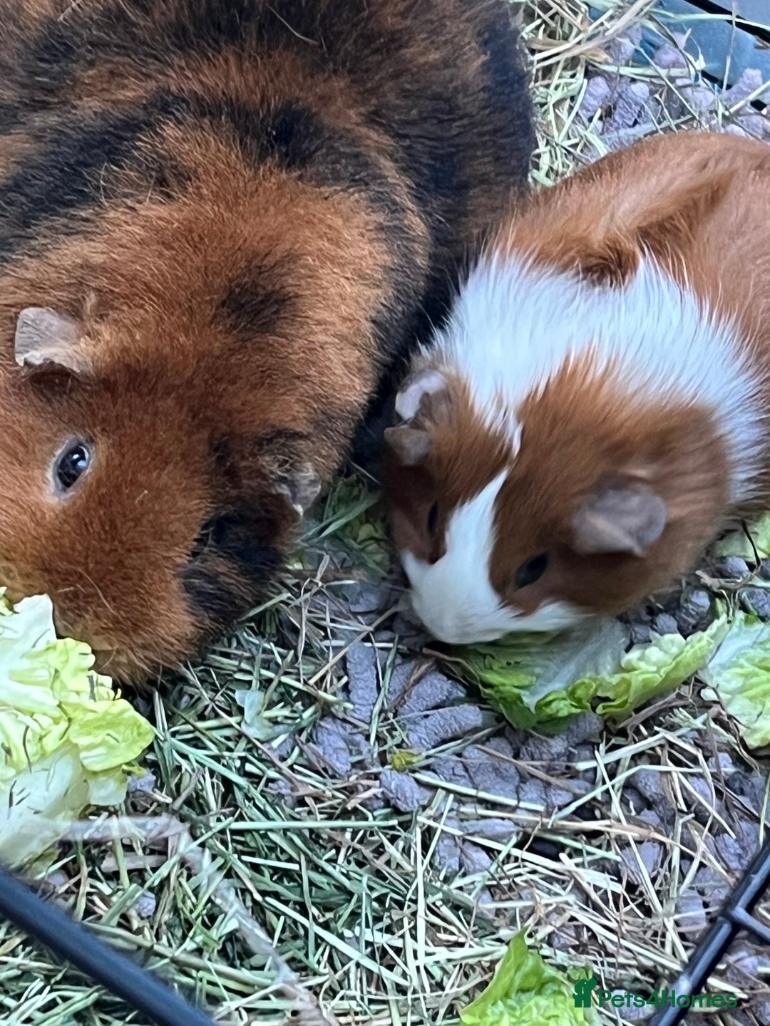 Guinea Pig rodents for sale: Mum & Baby female  - Advert 4