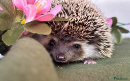 Pygmy Hedgehog rodents for sale: African Pygmy Hedgehog Ethically bred Girl 2 Boys  - Image 10