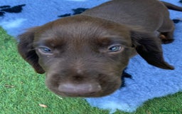 Cocker Spaniel dogs for sale: Health Tested Working Cocker Pups - Image 4
