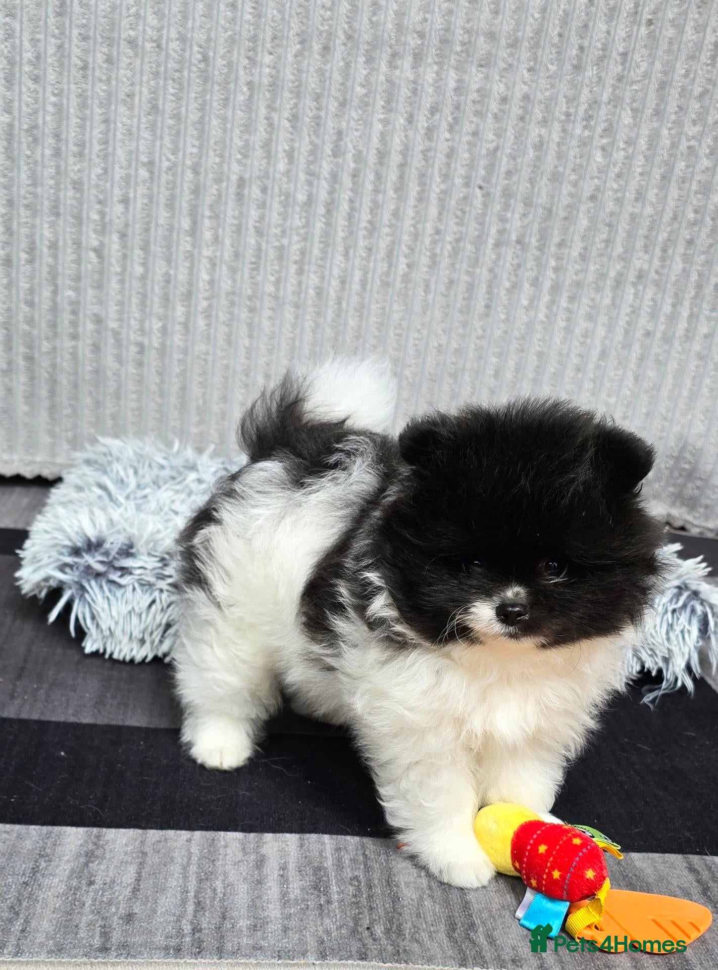 Pomeranian dogs Particolour Poms - Advert 1