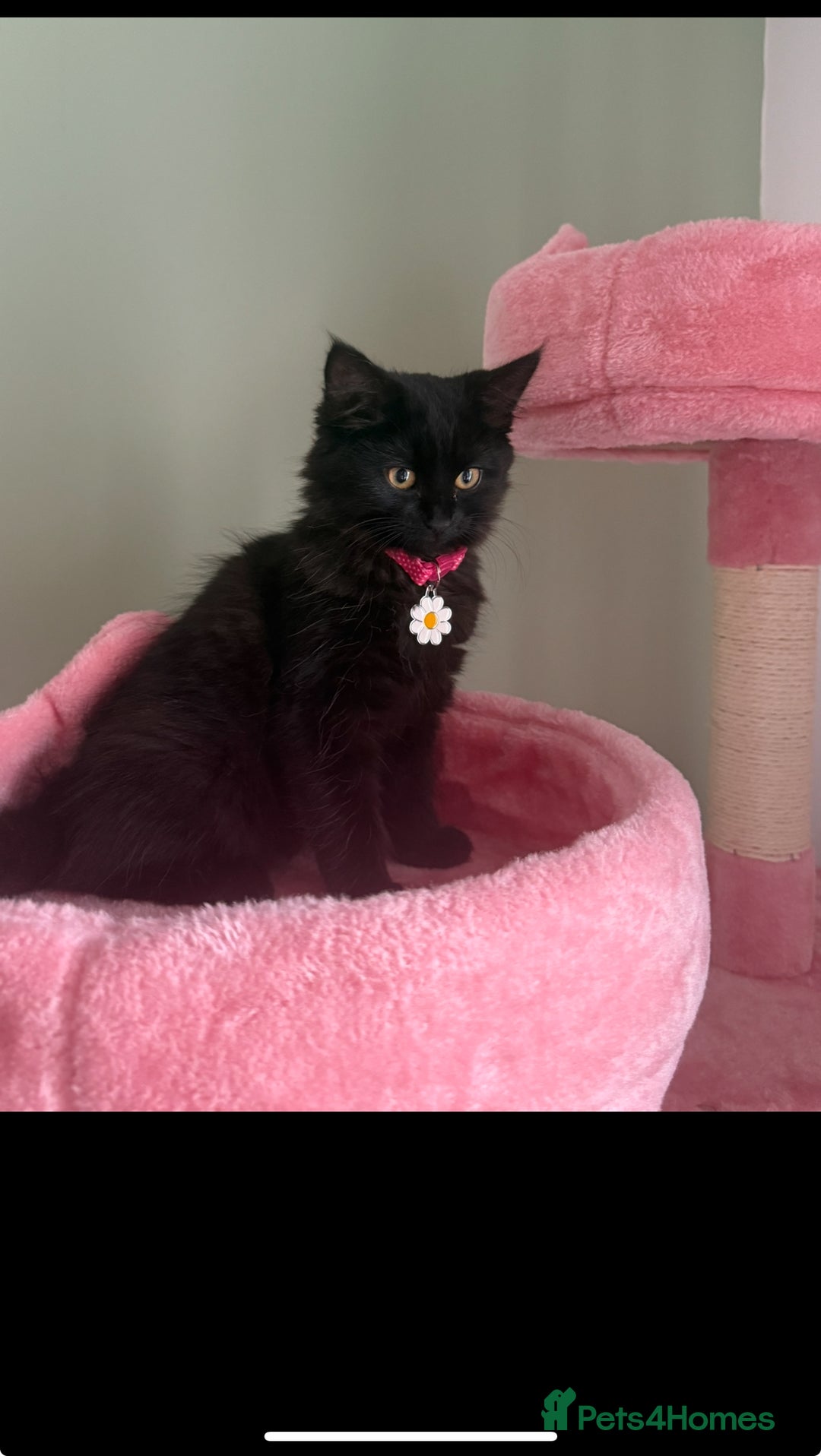 British Longhair cats for sale: Milly  - Advert 3