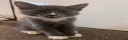 Mixed Breed cats for sale: 4 beautiful kittens looking for a loving home in Bromsgrove - Advert 6