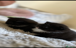 Domestic Shorthair cats for sale: ✨ Black & White Kittens Ready for Their New Home ✨ - Image 7