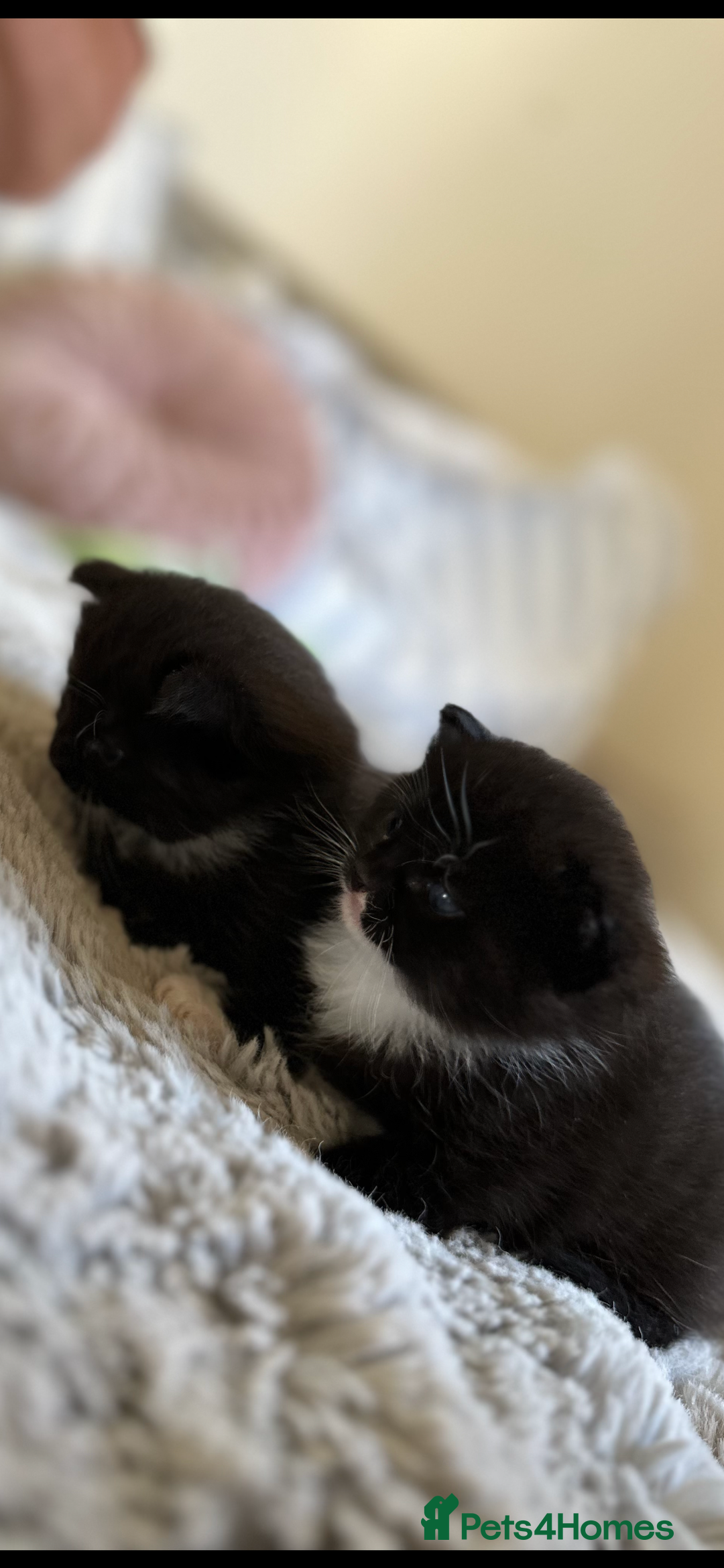 Domestic Shorthair cats for sale: ✨ Black & White Kittens Ready for Their New Home ✨ - Image 7