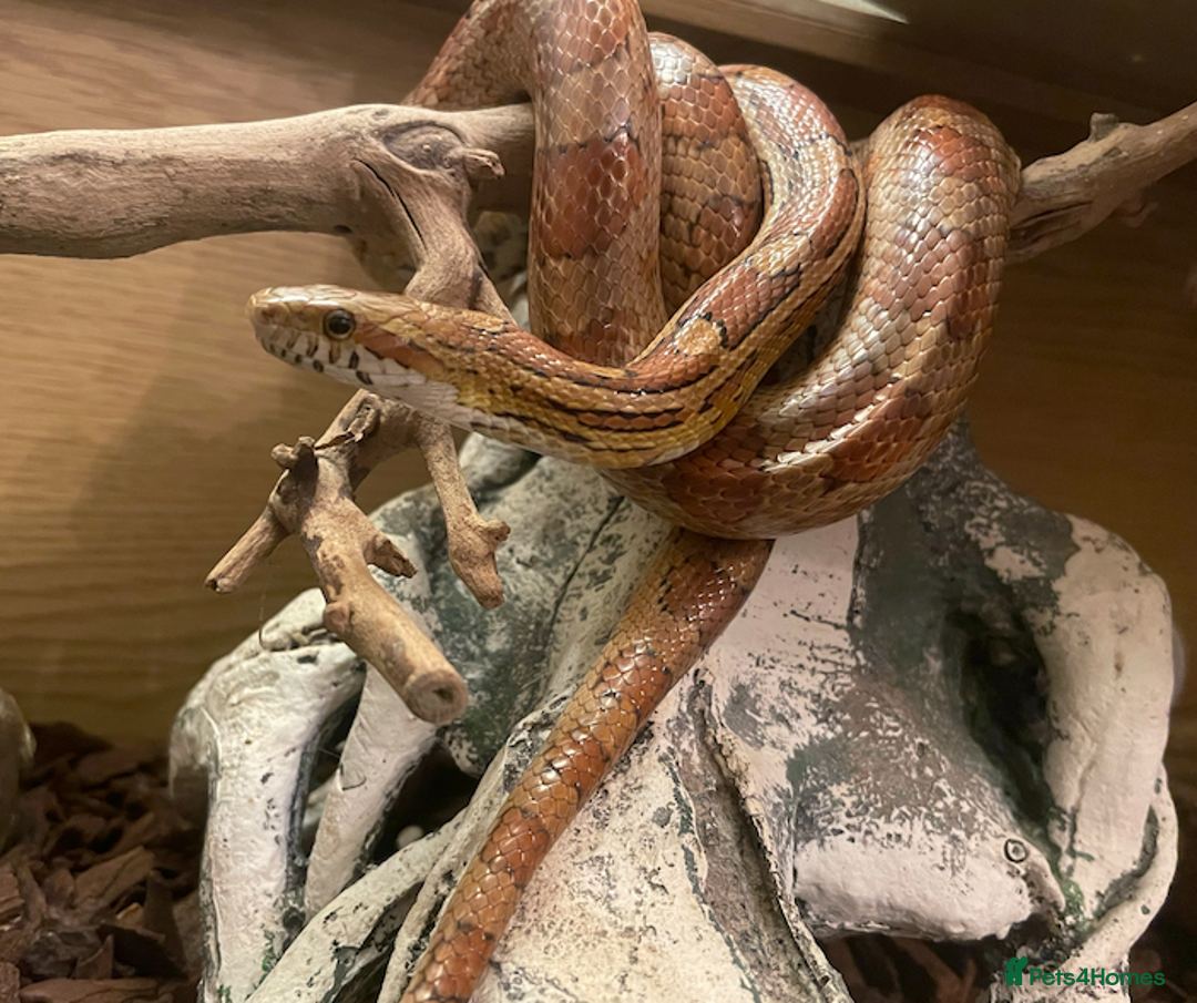 Corn Snake reptiles for sale: Full Setup - 2 tame Corn Snakes and large vivarium - Image 5