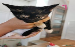 Mixed Breed cats for sale: Beautiful kittens ready now - Image 24