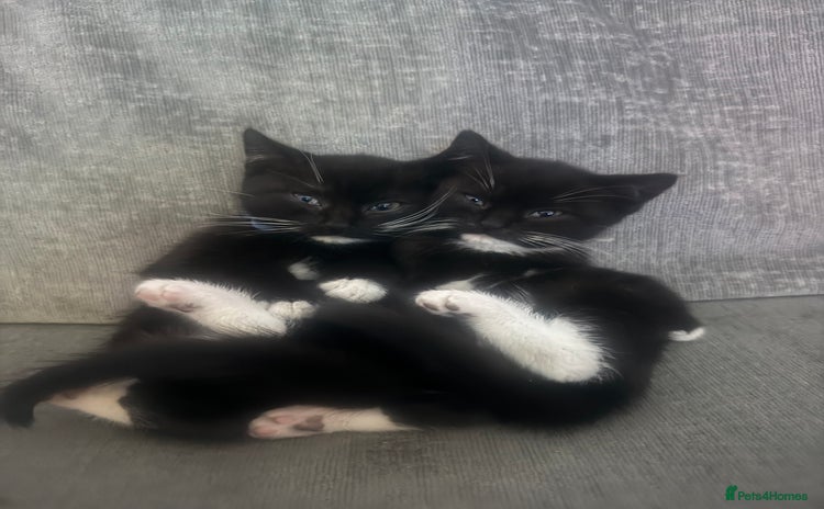 British Shorthair cats - Advert 7