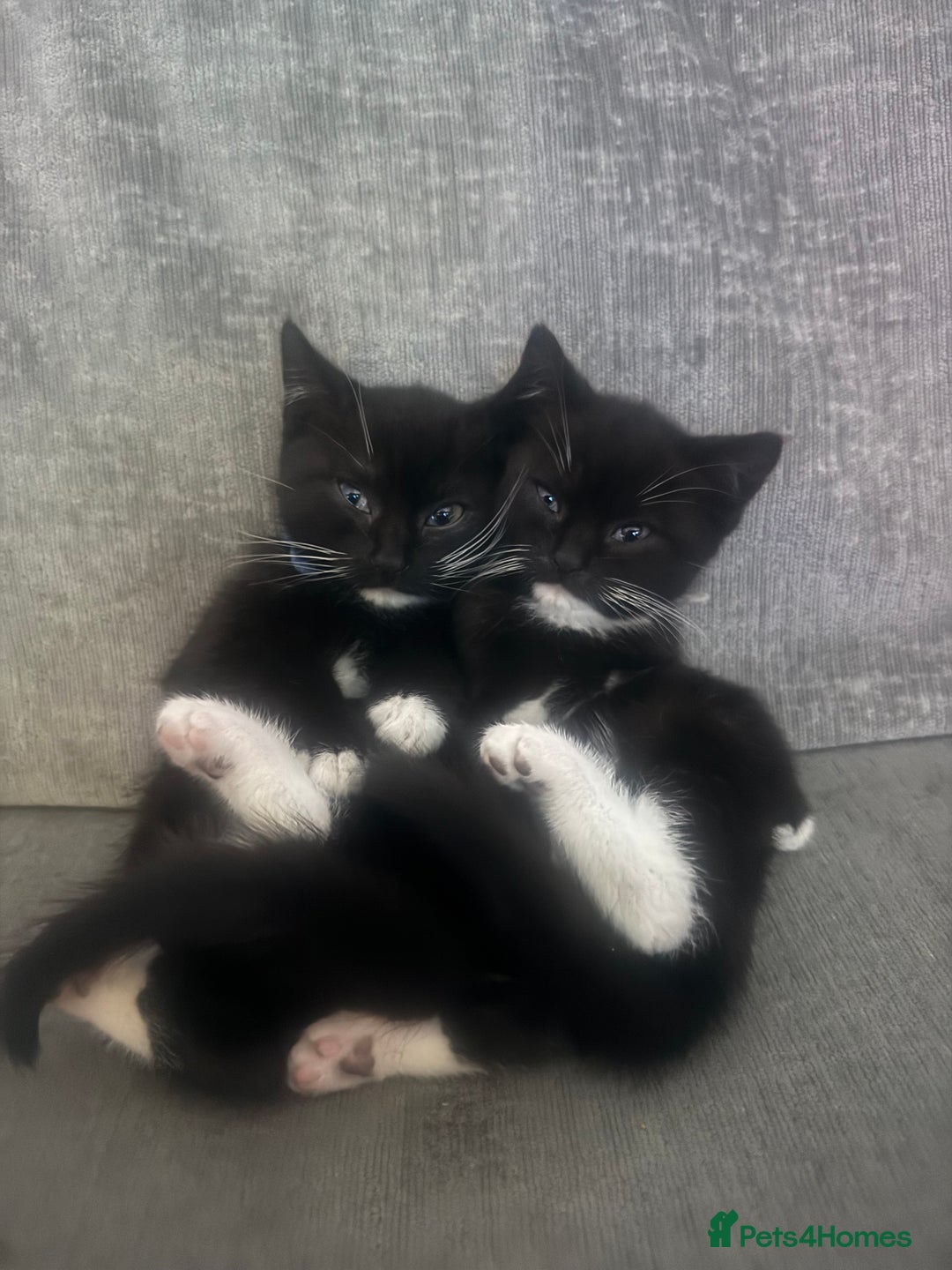 British Shorthair cats for sale: British short hair cross breed - Image 1