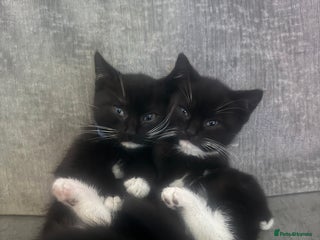 British Shorthair cats - Advert 8