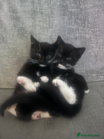 British Shorthair cats - Advert 8