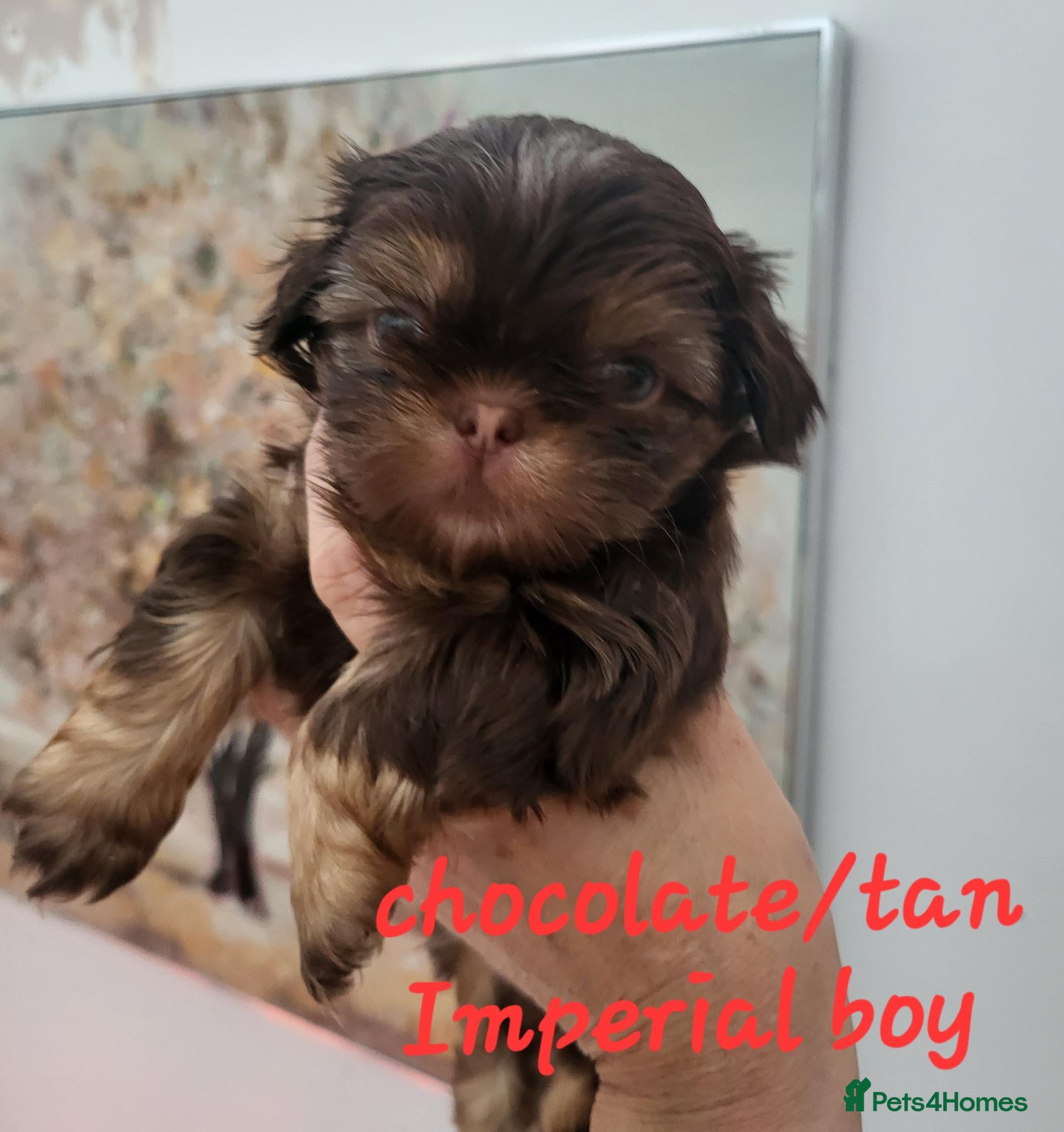 Shih Tzu dogs Quality shih tzu  - Advert 3