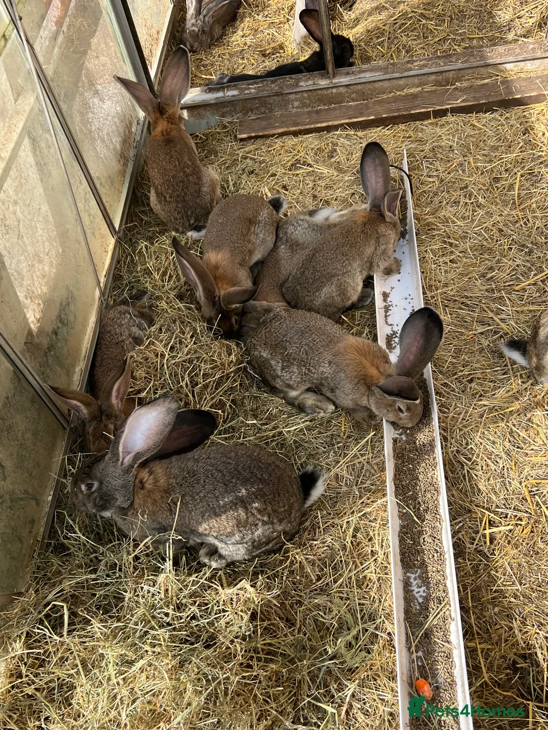 Continental Giant rabbits for sale: Giant continental  - Advert 1