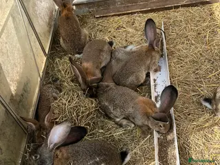 Continental Giant rabbits Giant continental - Advert 6