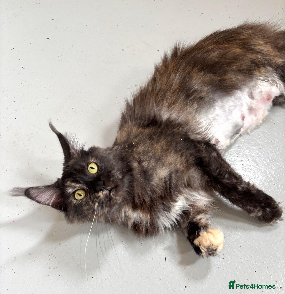 Maine Coon cats for sale: Adult female Maine coon tortie cat, TICA reg - Image 6