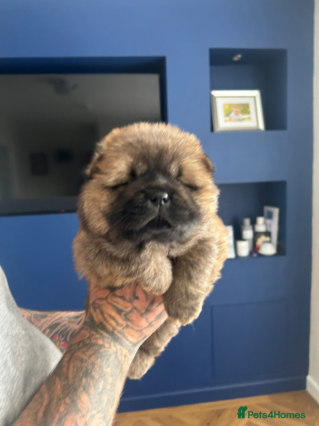 Chow Chow dogs for stud: Sire JIMMY , rainbow producer . in Gloucester - Advert 13