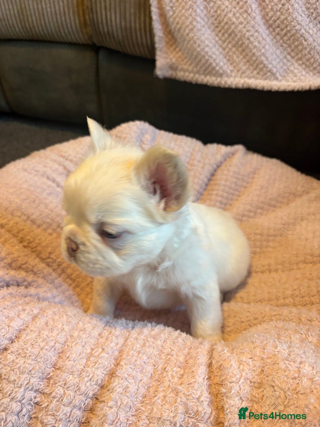 French Bulldog dogs for sale: Visual fluffy French bulldogs - Image 5