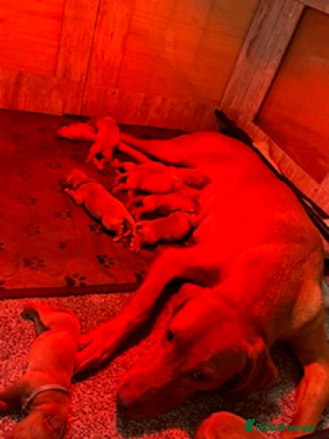 Labrador Retriever dogs for sale: Red Fox Labrador - Advert 6