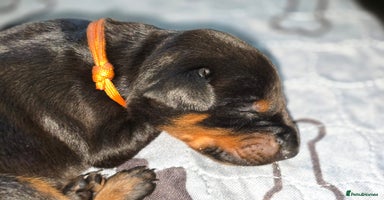 Dobermann dogs - Advert 8