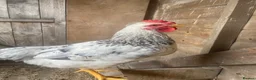 Chickens poultry for sale: Beautiful 3 month old cockerel for sale  in Melton Mowbray - Advert 6