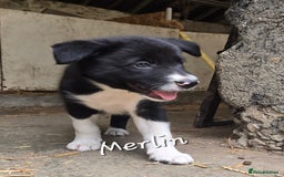 Border Collie dogs for sale:  Any farmers looking for working dogs? - Image 22
