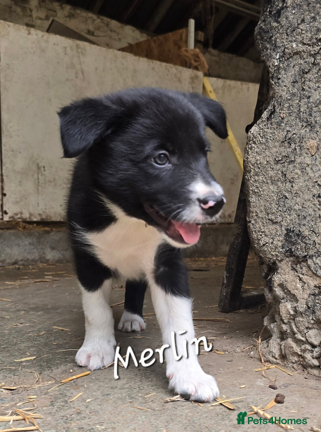 Border Collie dogs for sale:  Any farmers looking for working dogs? - Image 22