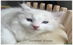 Ragdoll cats for sale: Champion line Ragdoll kittens GCCF registered - Image 5