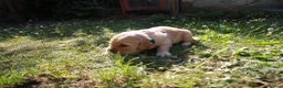 Golden Retriever dogs for sale: Litter of Golden Retriver puppies in Peterborough - Advert 9