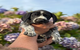 German Shorthaired Pointer dogs for sale: German Shorthaired Pointer Puppies - Image 5