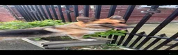 German Shepherd dogs for sale: Beautiful German Shepherd Puppies - Advert 2