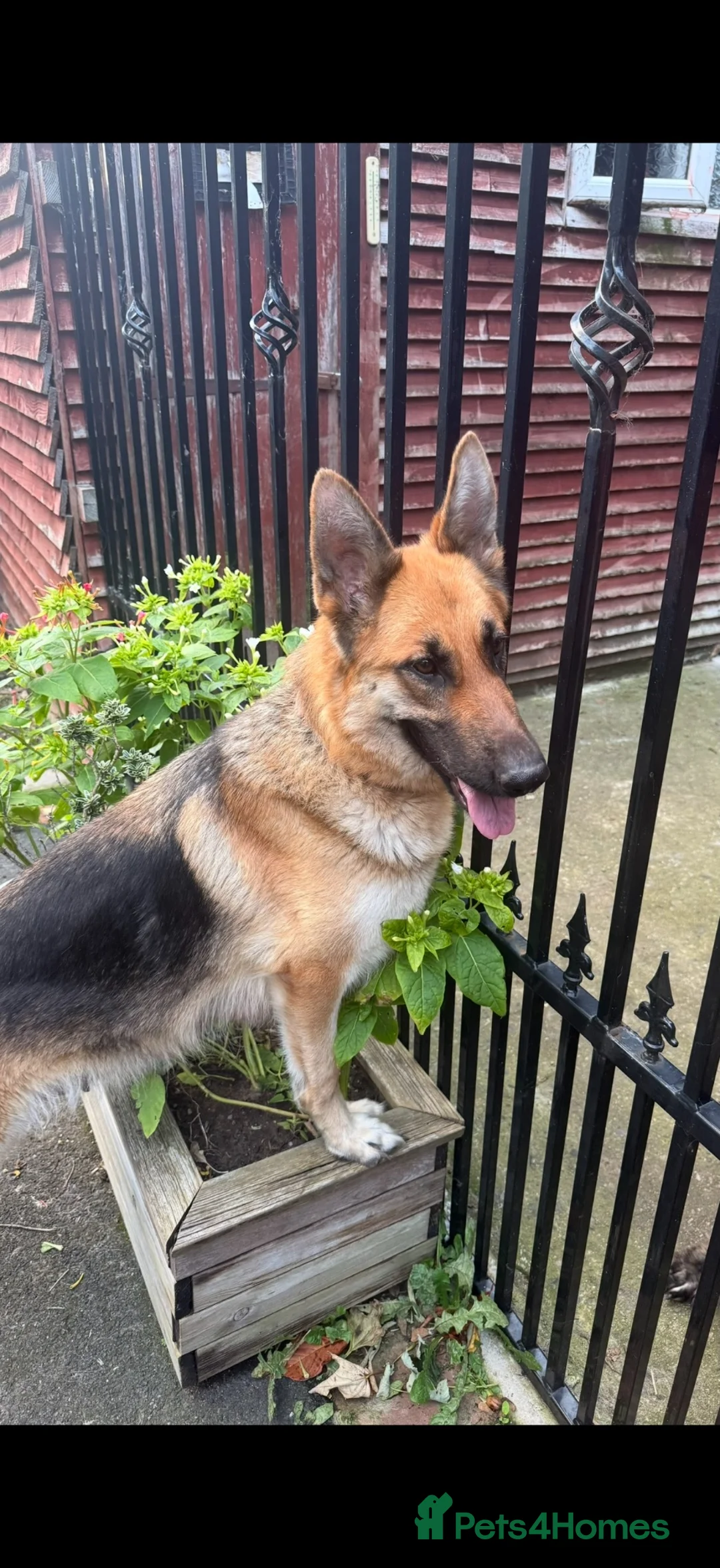 German Shepherd dogs for sale: Beautiful German Shepherd Puppies - Advert 2