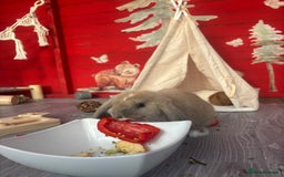 Mini Lop rabbits for sale: 10 week old Free female rabbit - Image 3