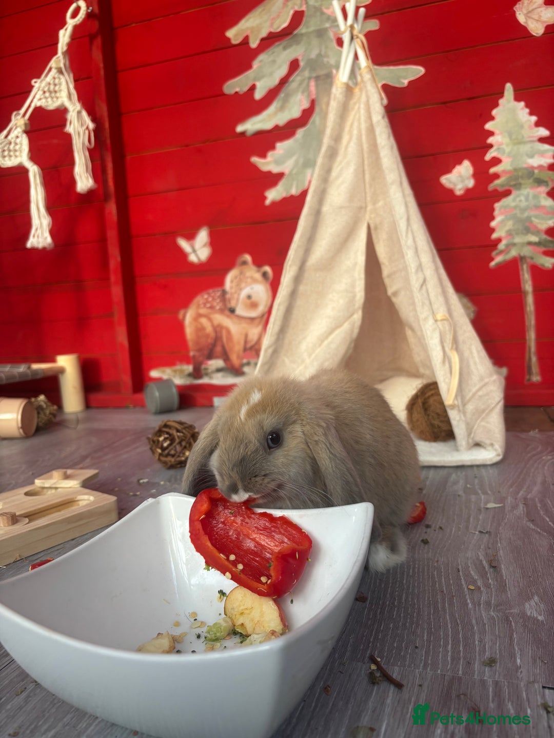 Mini Lop rabbits for sale: 10 week old Free female rabbit - Image 3