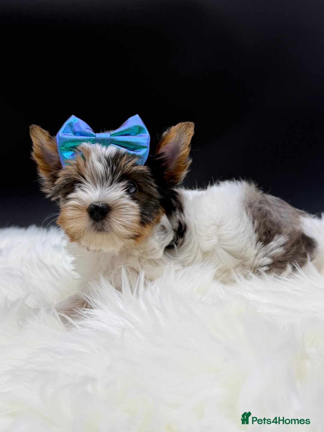 Yorkshire Terrier dogs for sale:  Ready to go Exotic Colourful Yorkshire Terriers - Advert 29