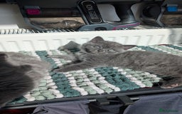 British Shorthair cats for sale: Pedigree British shorthair male - Image 2