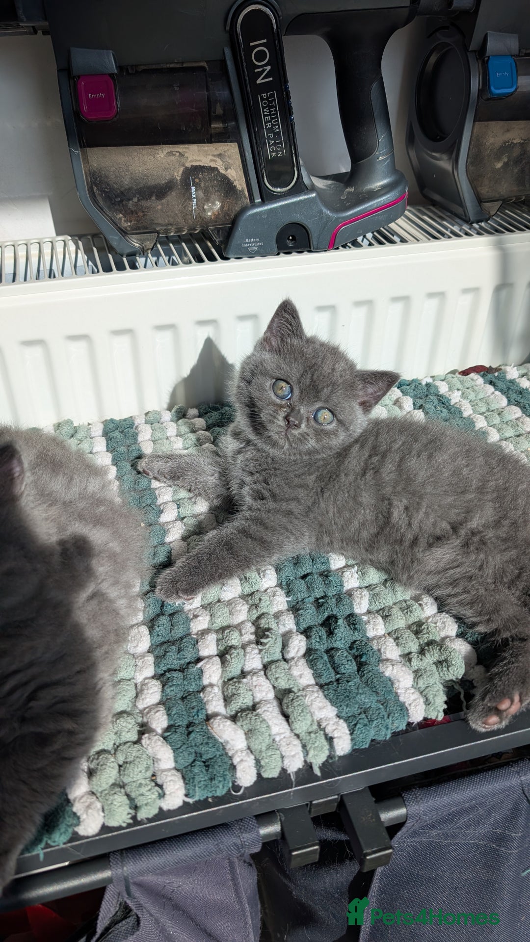 British Shorthair cats for sale: Pedigree British shorthair male - Image 2