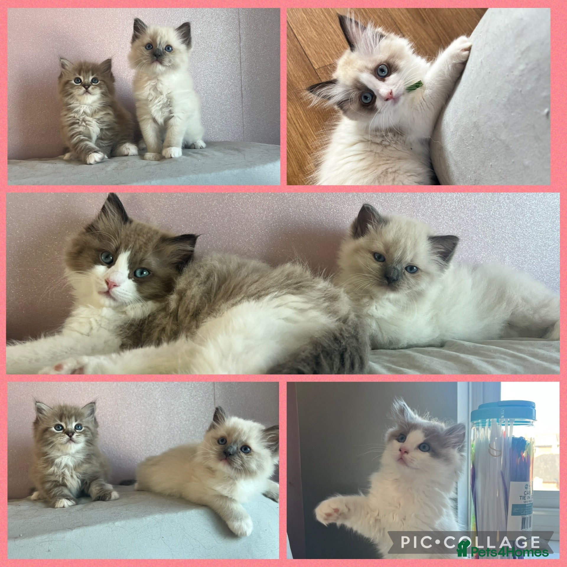Ragdoll cats CollieKiss Ragdolls – Beautiful TICA Registered - Advert 1