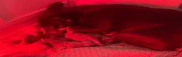 French Bulldog dogs for sale: Lilac/cream,platinum & fawn frenchie puppies - Advert 9