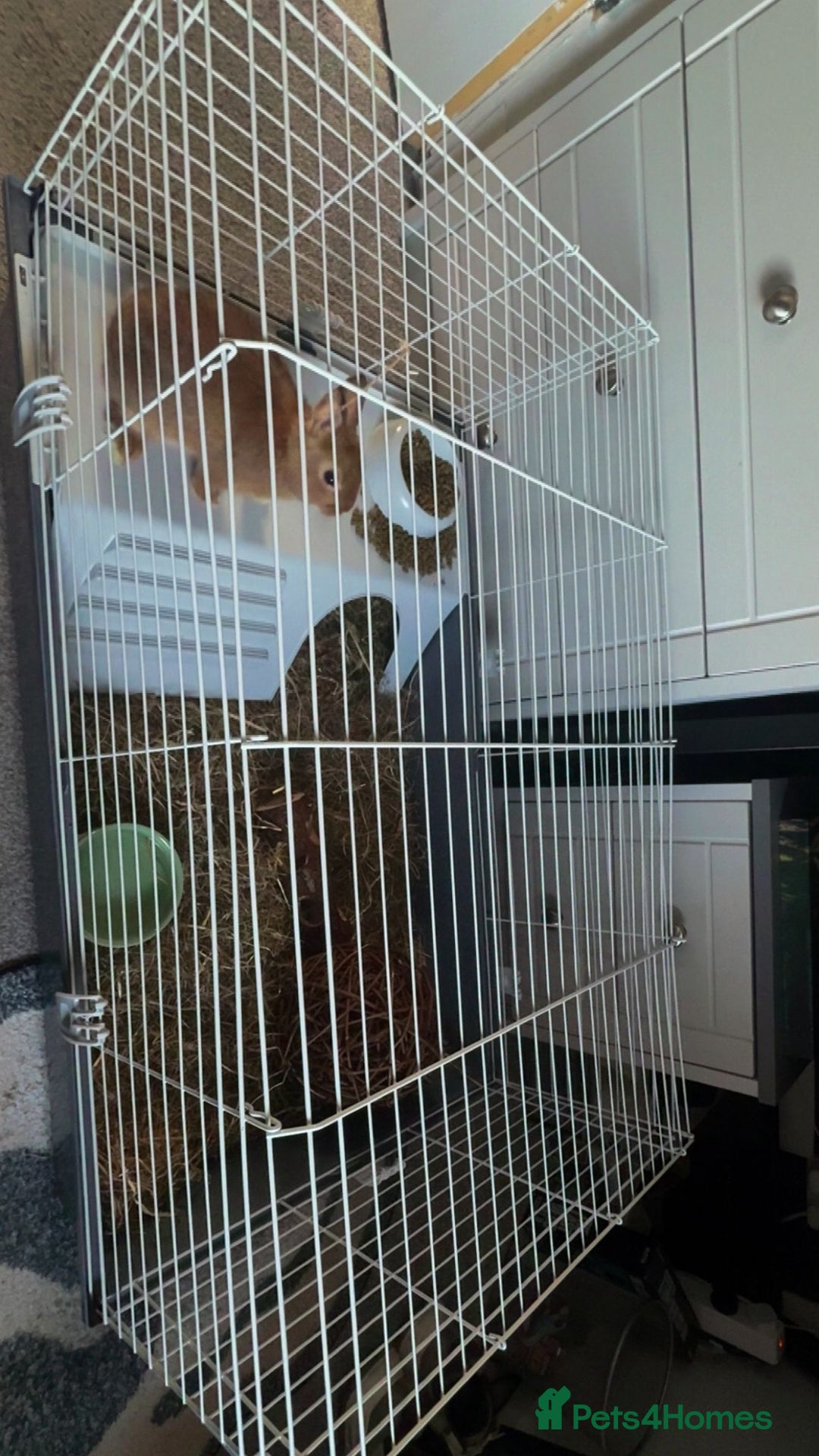 Netherland Dwarf rabbits for sale: Netherland Dwarf Rabbit with full set up - Advert 12