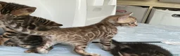 Bengal cats for sale: Adorable Bengal kittens pedigree ready to reserve - Advert 20