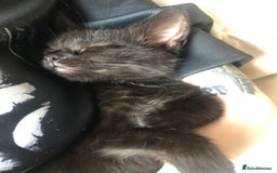 Domestic Shorthair cats for sale: 2 Female kittens ready for there forever home. - Image 2