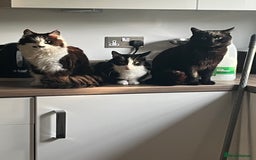 British Shorthair cats for sale: 3 black male kittens - Image 9