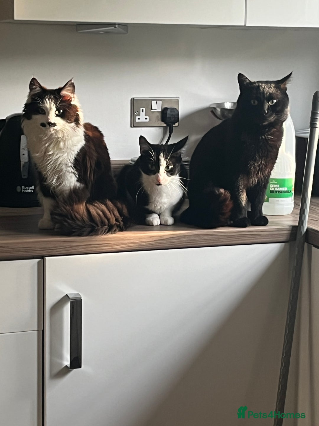 British Shorthair cats for sale: 3 black male kittens - Image 9