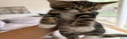 Mixed Breed cats for sale: Tabby kittens for sale  - Advert 2