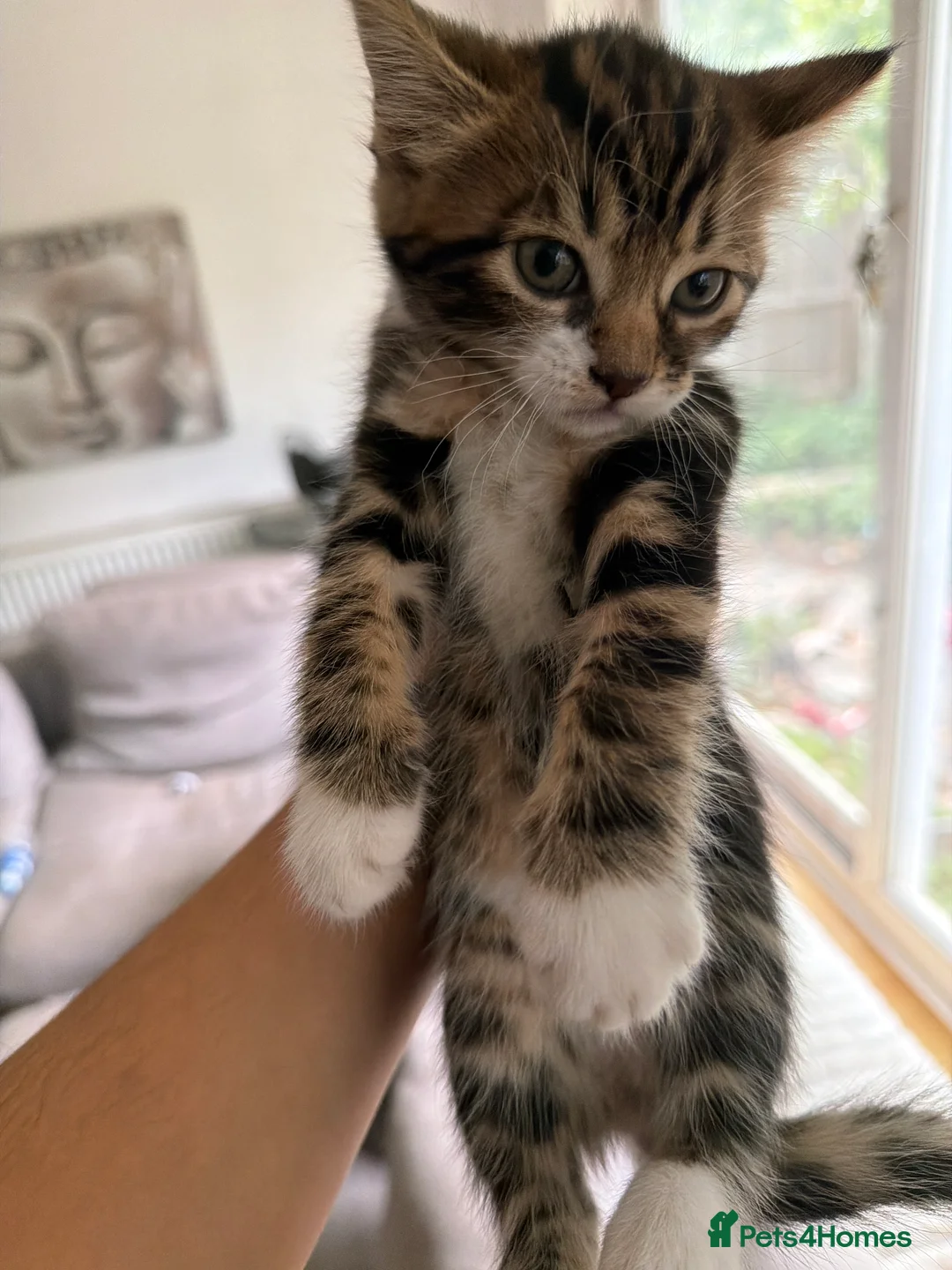 Mixed Breed cats for sale: Tabby kittens for sale  - Advert 2