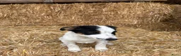 Border Collie dogs for sale: 3 Border Collie Puppies  - Advert 10
