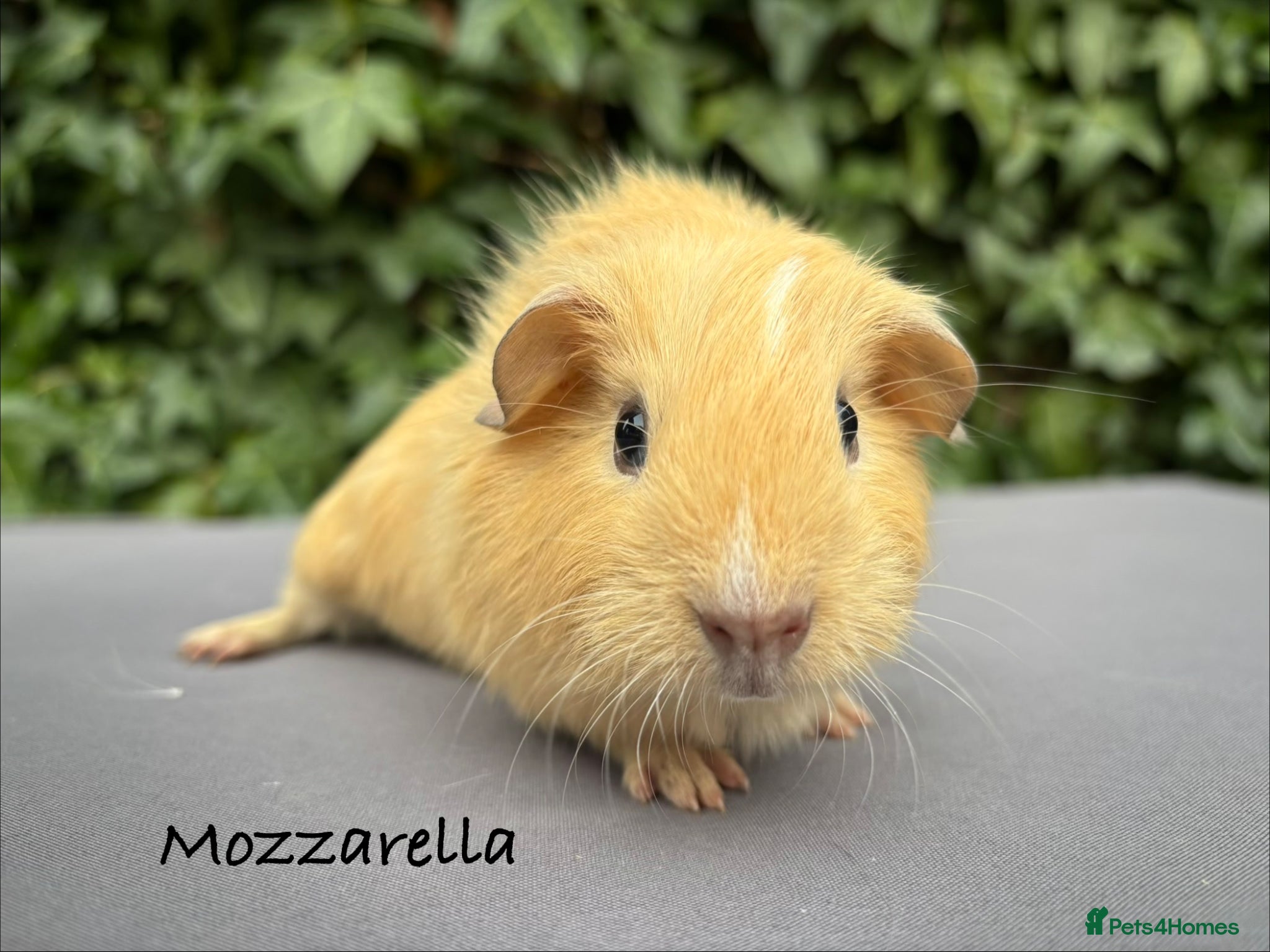 Guinea Pig rodents Beautiful baby guinea pigs  - Advert 19