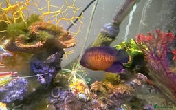 Other/Mixed Breed fish for sale: Full marine setup - Advert 4