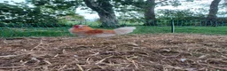 Chickens poultry for sale: Brahma and Frizzle Cockerels in Tarporley - Advert 6